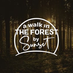 A Walk In The Forest By Sunset