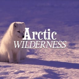 Arctic Wilderness