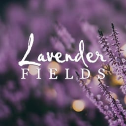 Lavender Fields