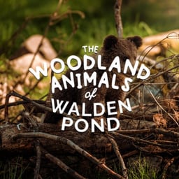 The Woodland Animals Of Walden Pond