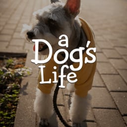 A Dog’s Life