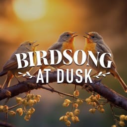 Birdsong At Dusk