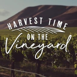 Harvest Time On The Vineyard