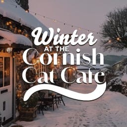 Winter At The Cornish Cat Cafe