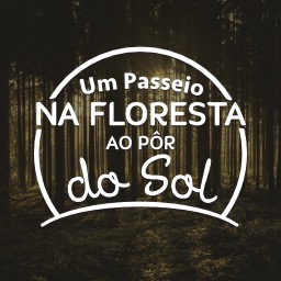Um Passeio na Floresta ao Pôr do Sol