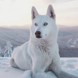 A bedtime story about a husky